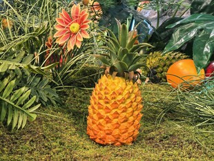 菠萝与花草