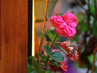 玫红色鲜花