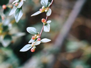 柔焦银叶花枝