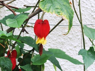 红心风铃花