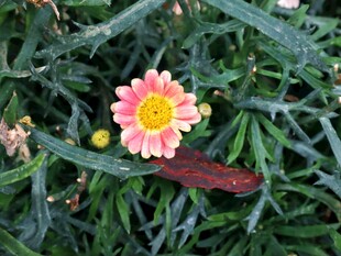 粉瓣黄心小雏菊
