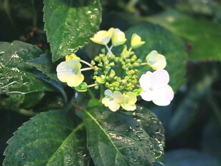 绣球花