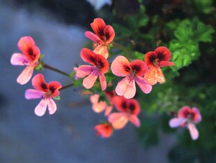 枝头红色小野花