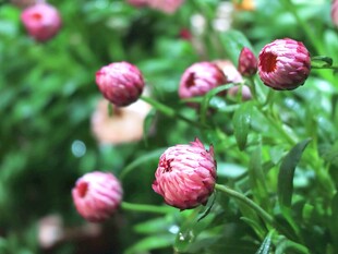 麦秆菊花