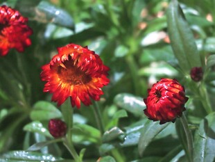 麦秆菊花