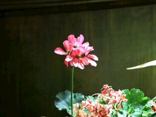 粉色鲜花