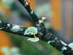雨后树枝新芽