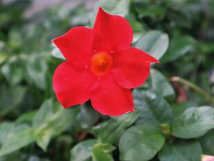 红色五瓣小花