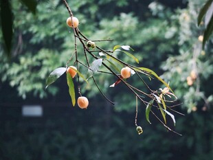 枝头橙黄小果