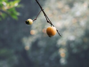 枝头垂挂的小果实