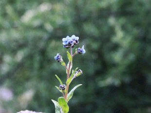 蓝紫色野花