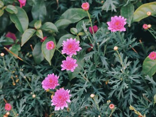 粉色清新花丛