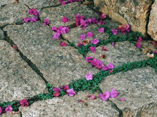 花瓣 