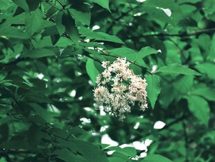 绿叶簇拥白色花簇