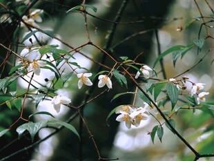林间白色小花