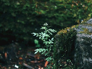 石边嫩绿植物