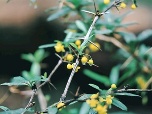 沙棘带刺果枝