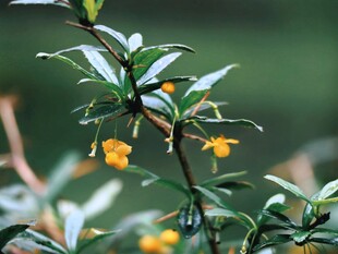 野生黄花绿植