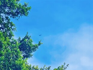 蓝天绿树晴朗户外风光