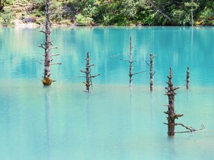 蓝湖枯木自然景观