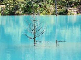 蓝湖水中孤树景观