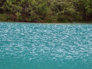 碧湖沿岸林木风光