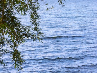 湖畔垂柳伴水波