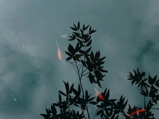 雾中枝叶