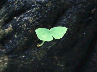 新生嫩绿新芽