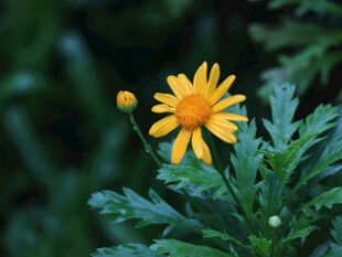 黄色野菊清新