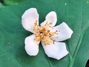 绿叶上的白色小花