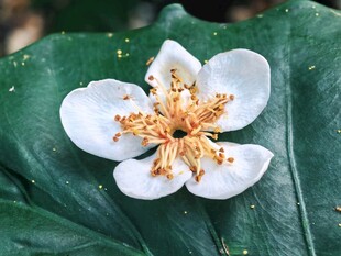 绿叶上的白色小花