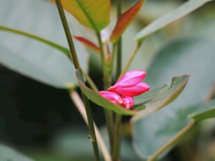 枝头粉色小花