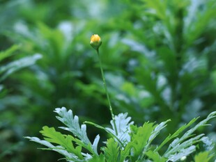 绿植中的小花苞