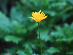 林间明黄小野花