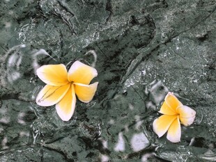 鸡蛋花