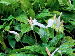 白掌绿植花卉