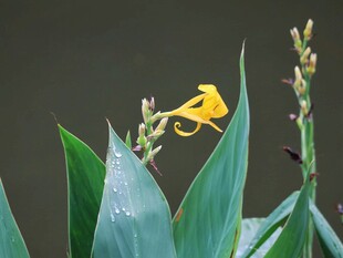 美人蕉花卉