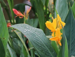 雨后美人蕉
