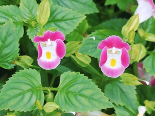 两朵娇美夏堇花
