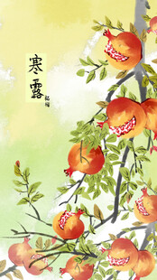 寒露石榴节气插画