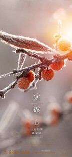 霜枝红柿暖冬美景