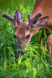 新生鹿茸