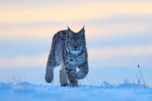 雪地猞猁
