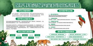 保护野生动物科普手抄报