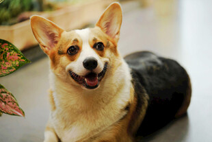 微笑的可爱柯基犬