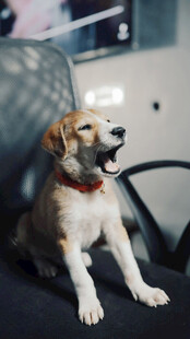 车内打哈欠的小狗
