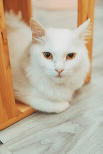 居家可爱白色猫咪