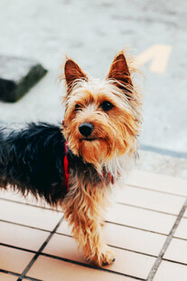 可爱约克夏宠物犬