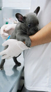 兽医怀抱法斗幼犬